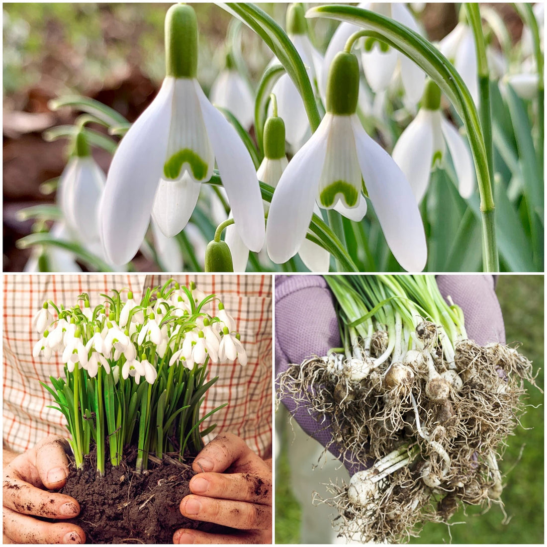 Galanthus Nivalis flower seeds