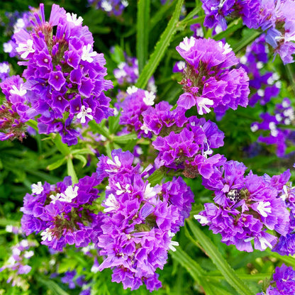 Limonium flower seeds