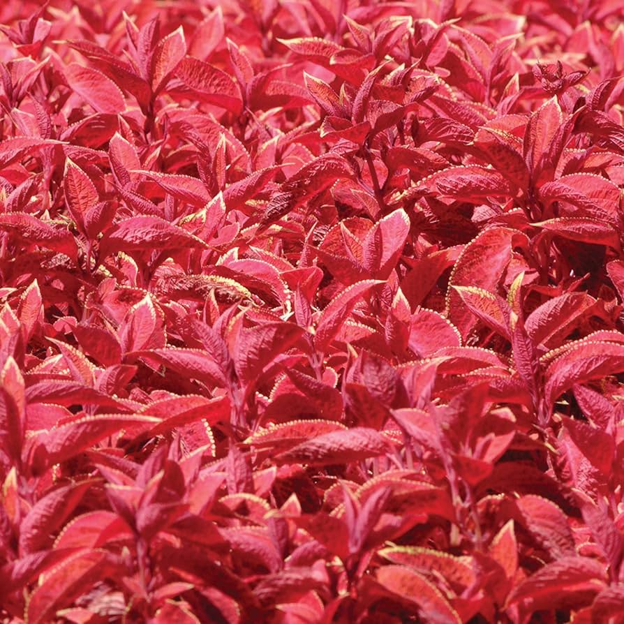Coleus Wizard flower seeds