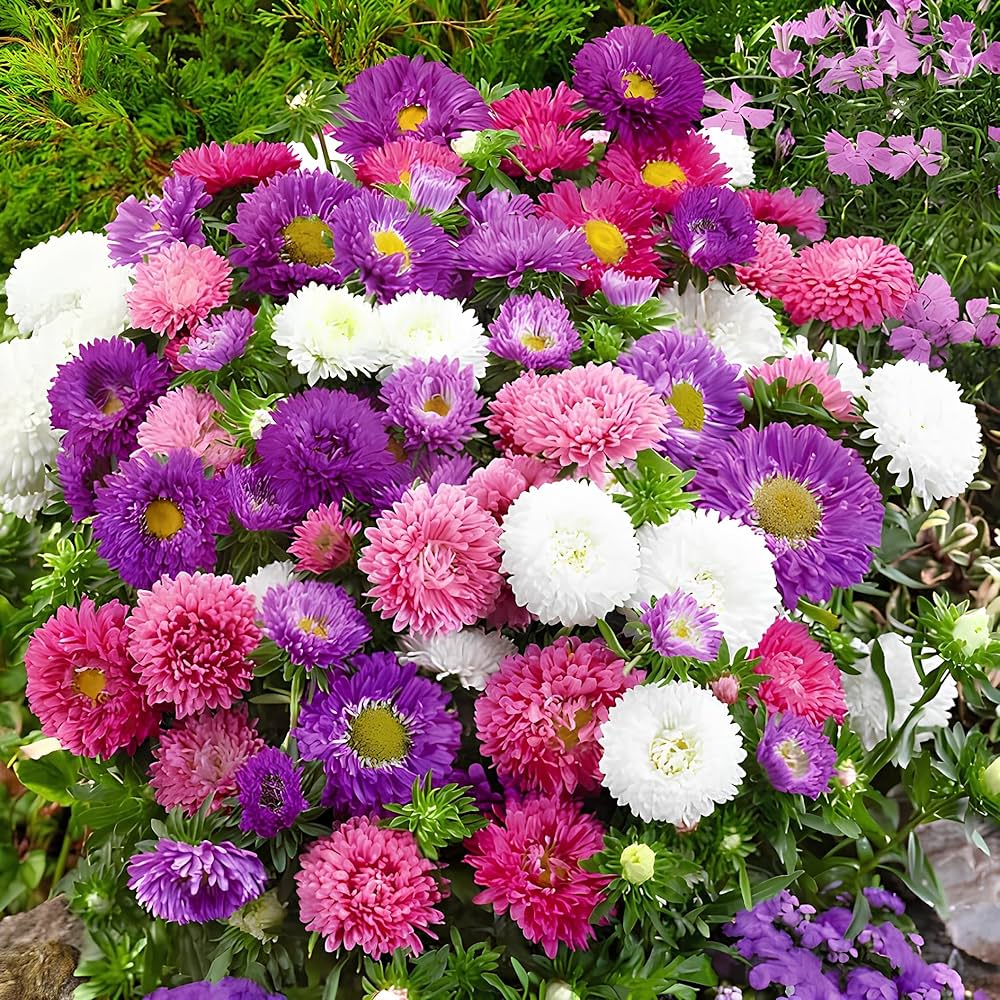 Multicolour Aster flower seeds