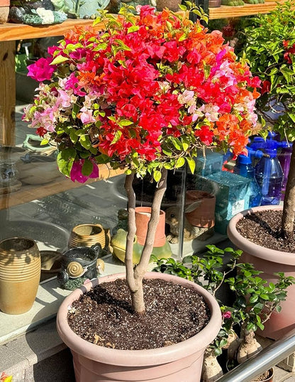 Mixed Bougainvillea Flower Seeds for Planting – Heirloom Non-GMO Garden Seeds