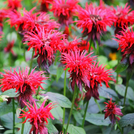 Red Bergamot flower seeds
