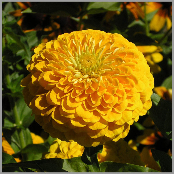 Yellow Zinnia flower seeds