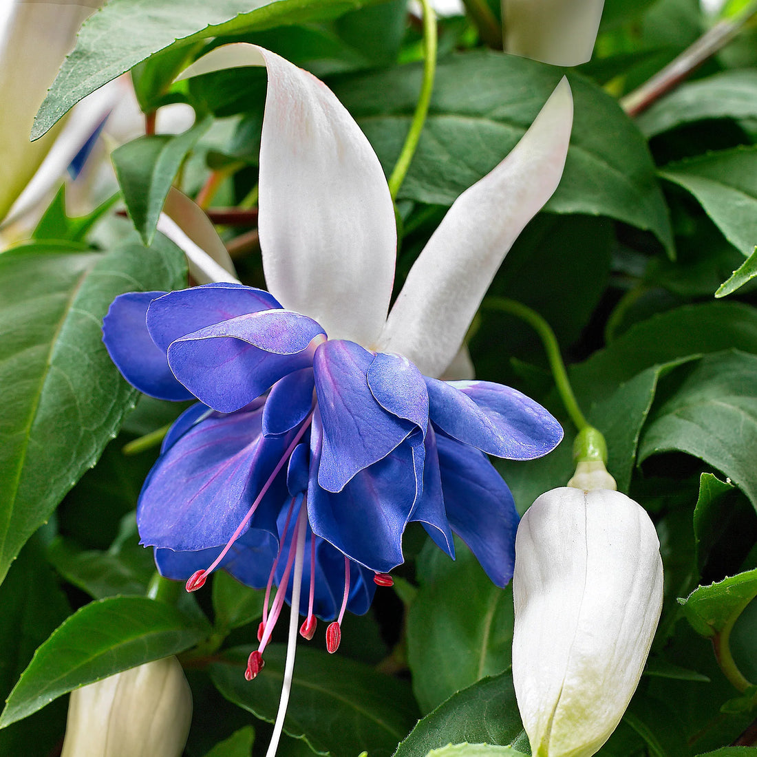 Blue And flower seeds