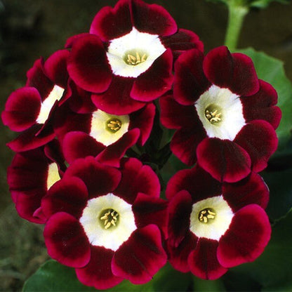 Brown Auricula Primula plant