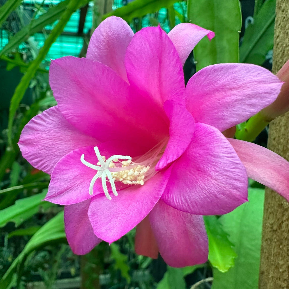 Chiapasia Nelsonii flower seeds
