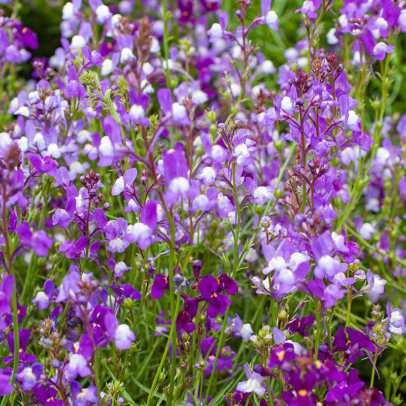 Linaria Licilia flower seeds