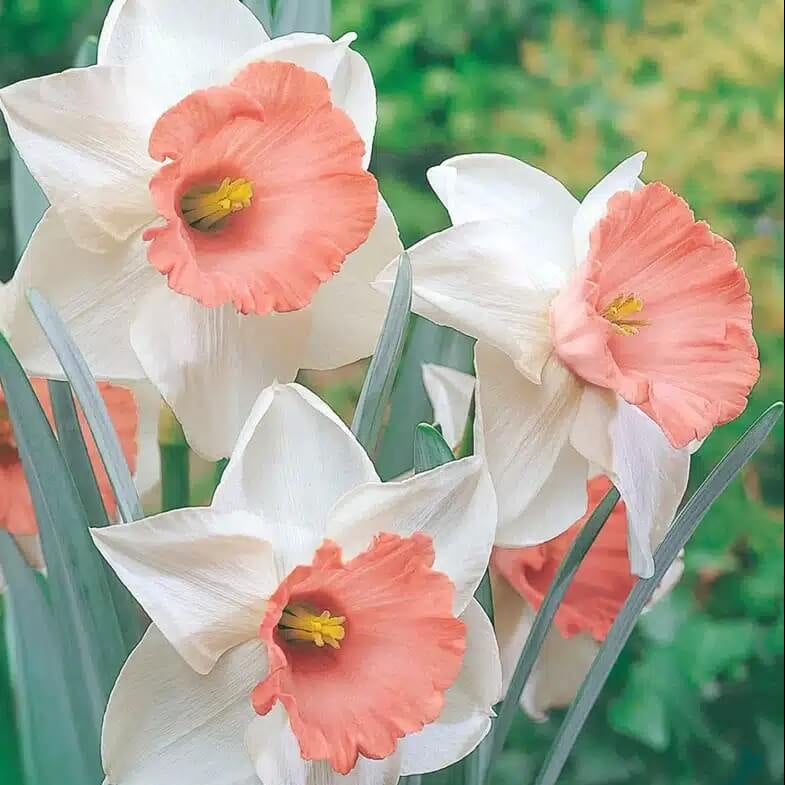 Baby Pink Daffodil plant