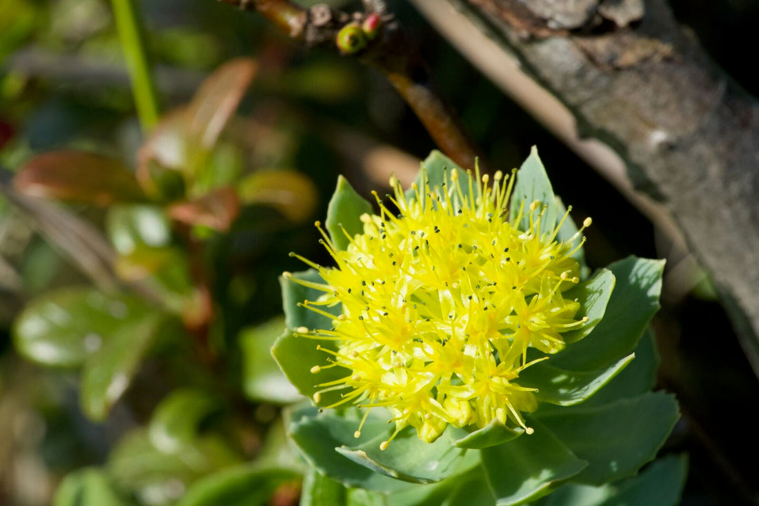 Rhodiola Rosea flower seeds