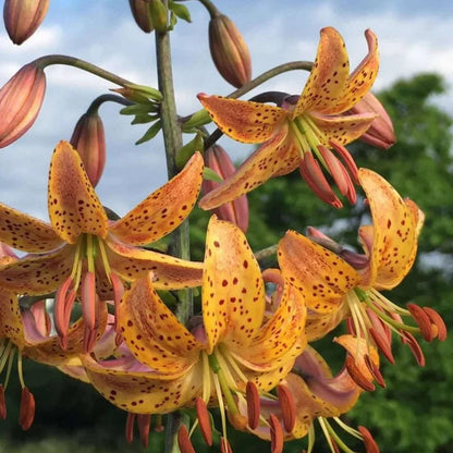 Lilium Martagon flower seeds