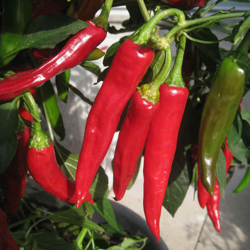 Jimmy Nardello Pepper Seeds for Planting – Heirloom Sweet Pepper Seeds
