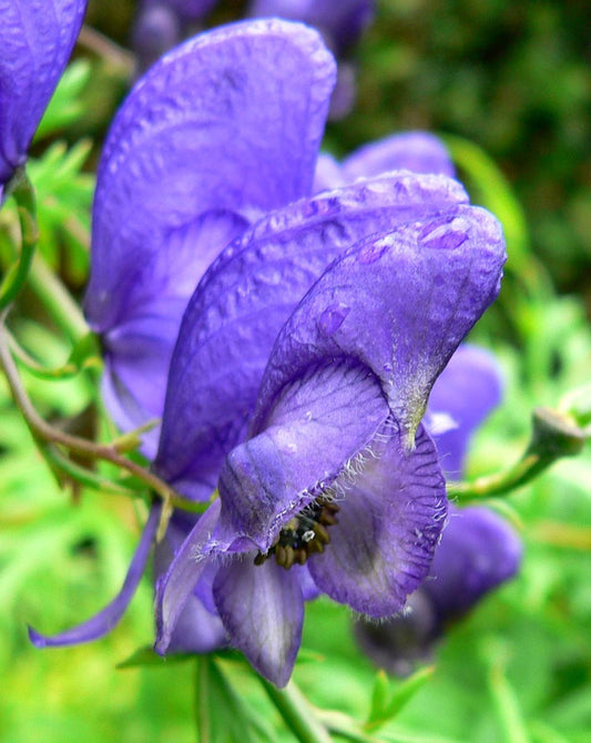 Aconitum Napellus flower seeds
