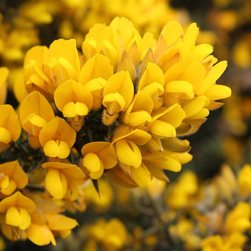 Yellow Gorse flower seeds