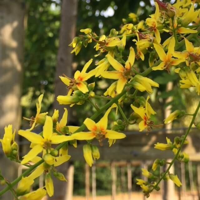 Rain Koelreuteria Paniculata plant