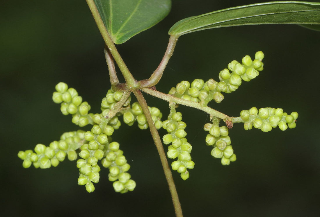 Dioscorea flower seeds