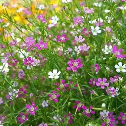 Gypsophila flower seeds