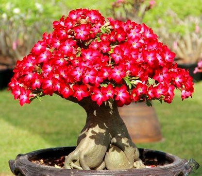 Red Rose Bonsai Flower Seeds for Planting – Heirloom Non-GMO Garden Seeds