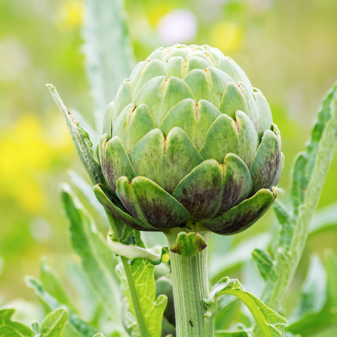 Puntarelle flower seeds