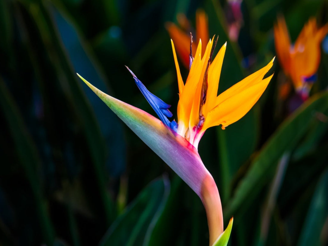 Strelitzia Bird flower seeds
