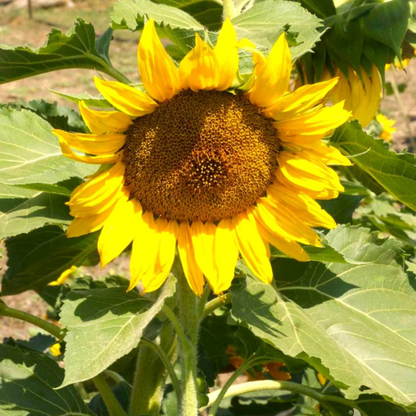Dwarf Sunspot Sunflower plant