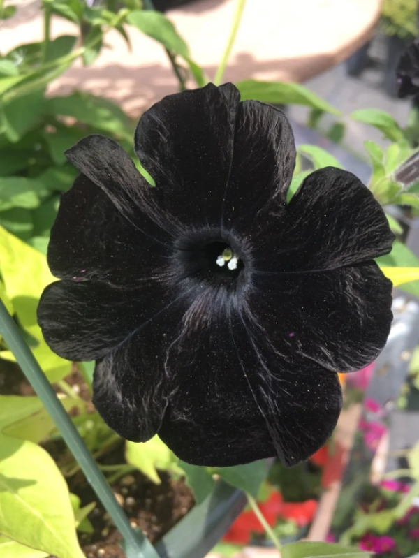 Black Velvet Petunia plant