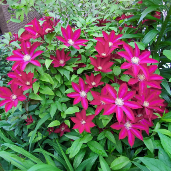 Bourbon Clematis plant