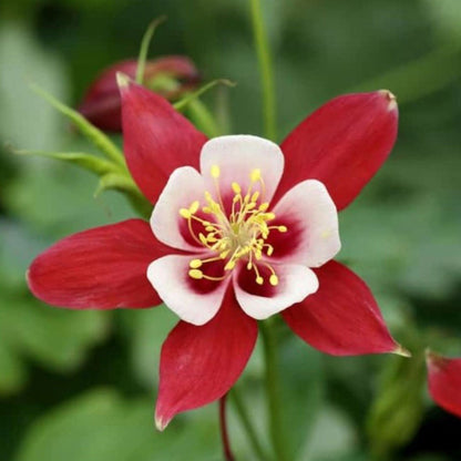 Crimson Star Columbine plant