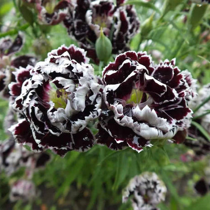 and White Dianthus plant