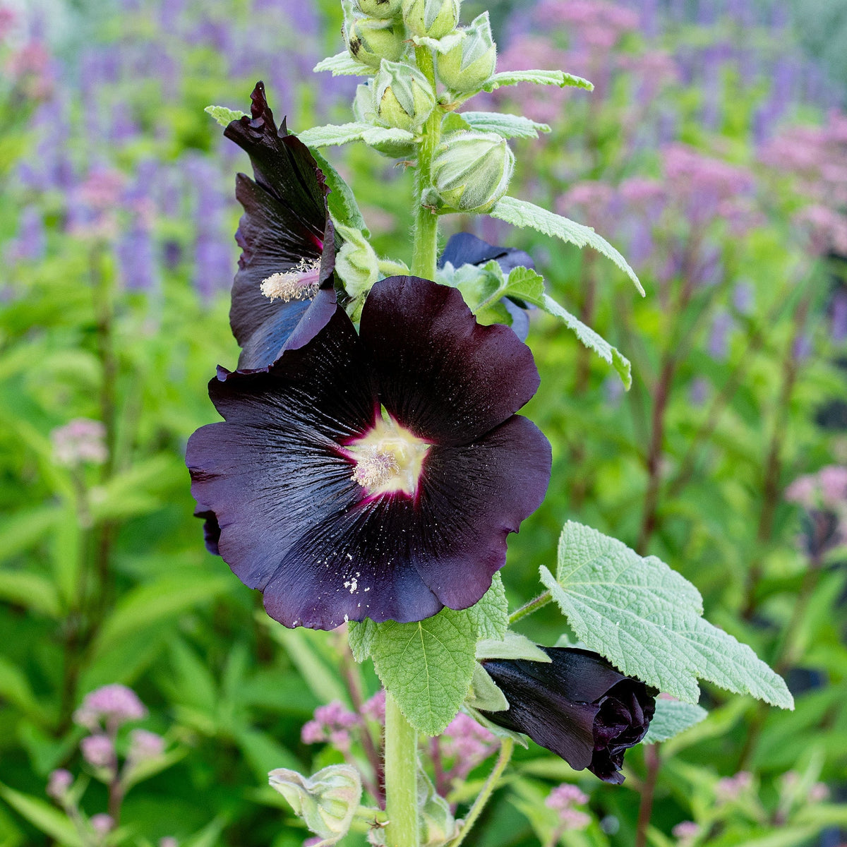 Black Prince Hollyhock plant