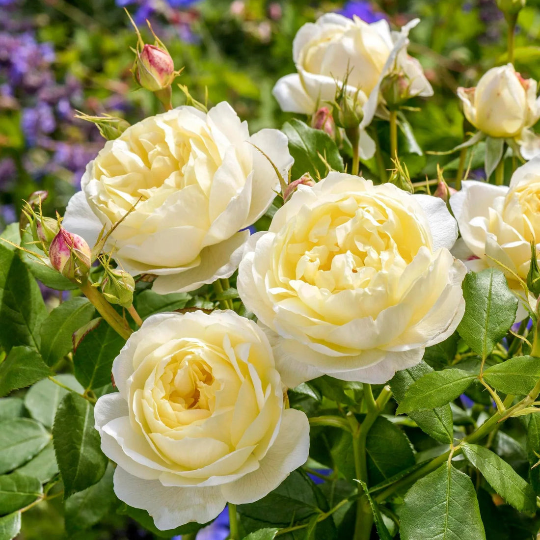 Cream Climbing flower seeds