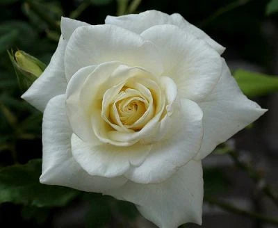 White Knight flower seeds