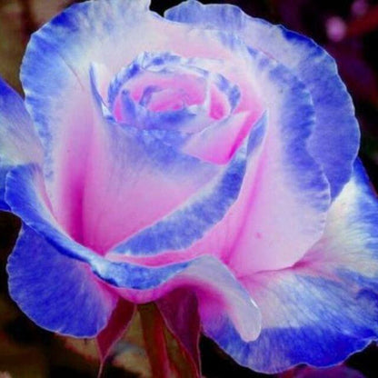 & Blue Rosa plant