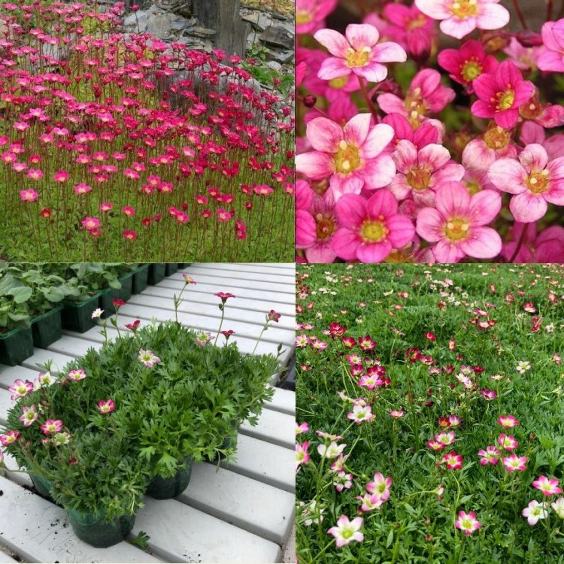 Saxifraga Mossy flower seeds