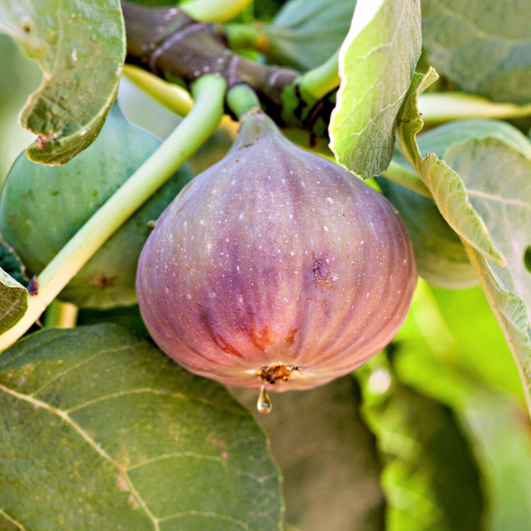 mixed fig seeds