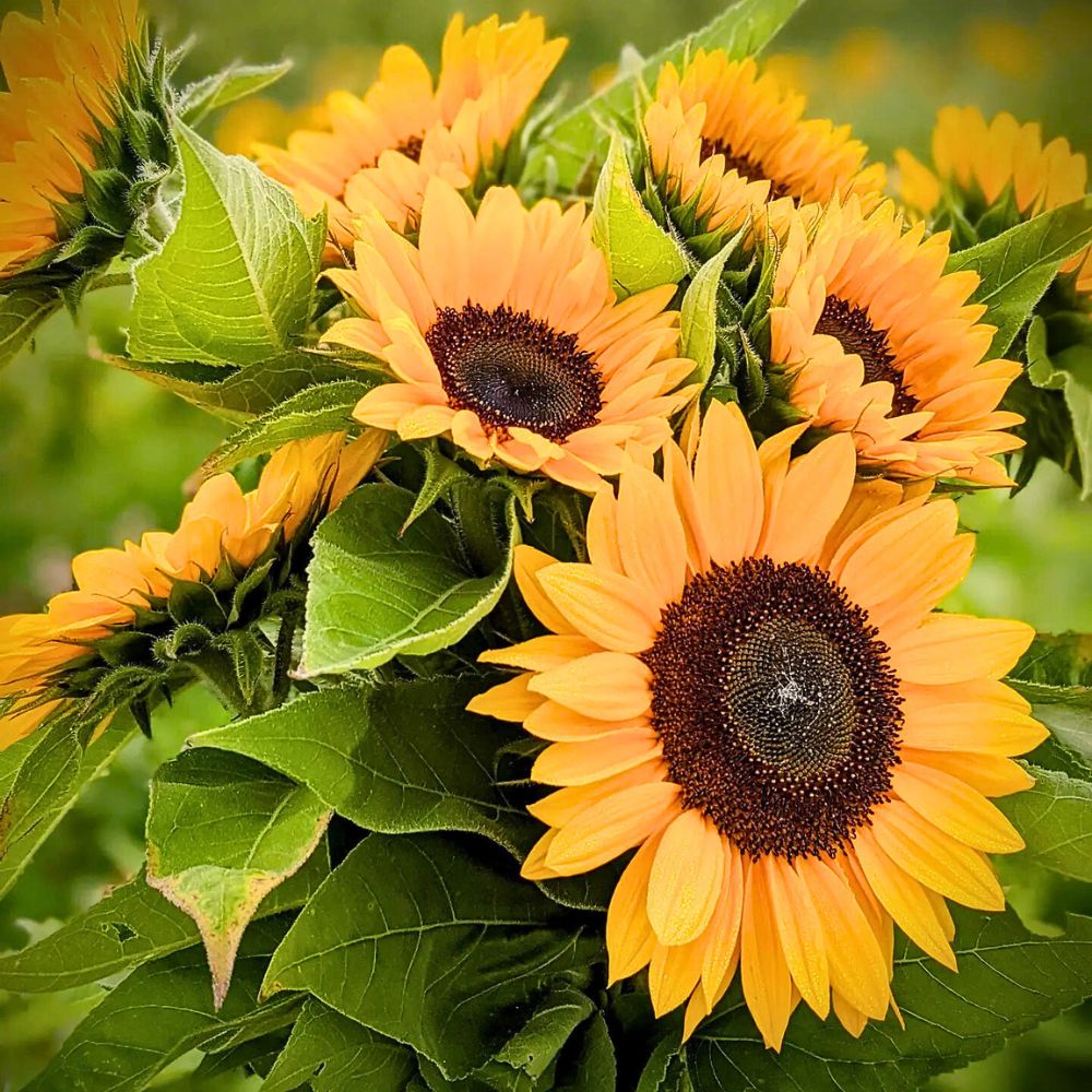 Orange Helianthus flower seeds