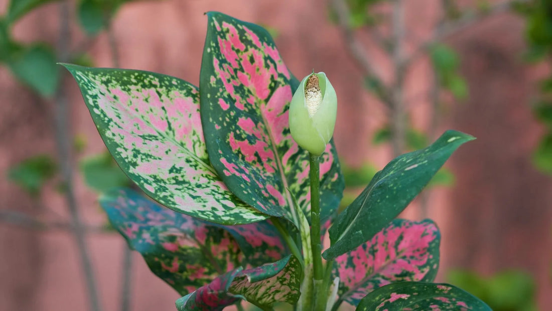 Aglaonema flower seeds