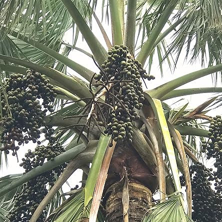 Bismarckia Nobilis Palm plant