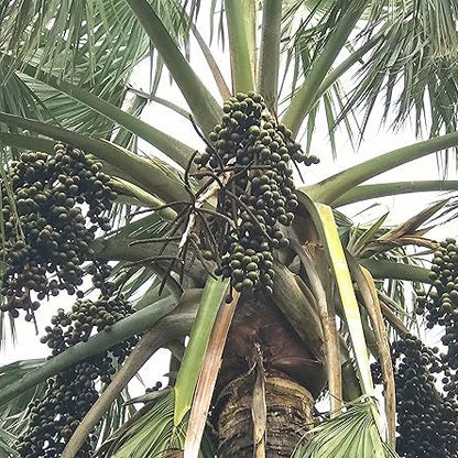 Bismarckia Nobilis Palm plant