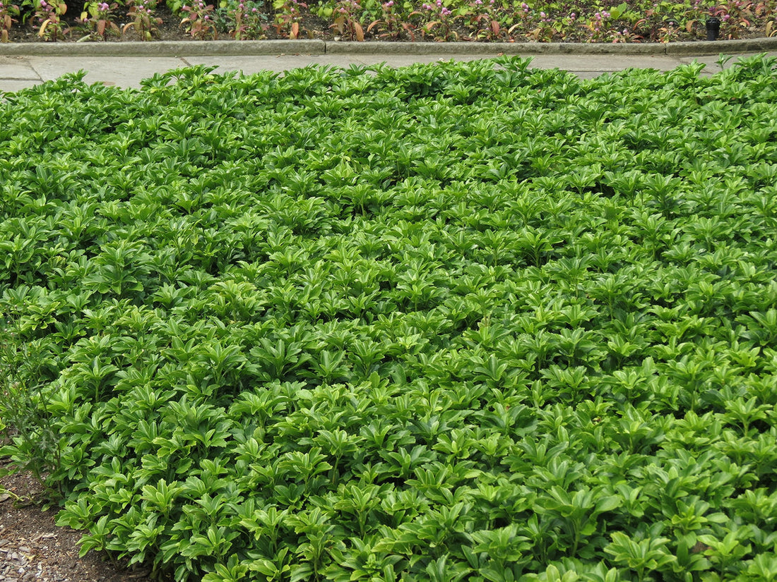 Pachysandra flower seeds