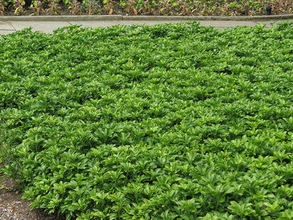Pachysandra flower seeds