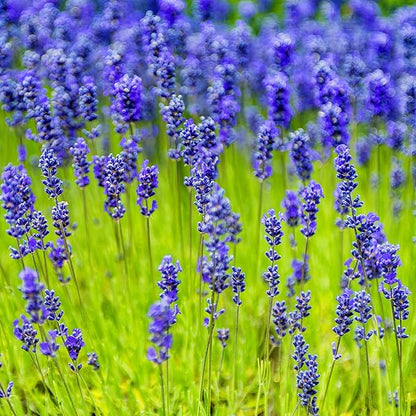Blue Munstead flower seeds
