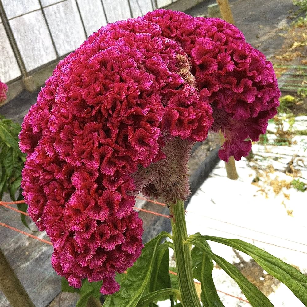 Celosia Cristata flower seeds