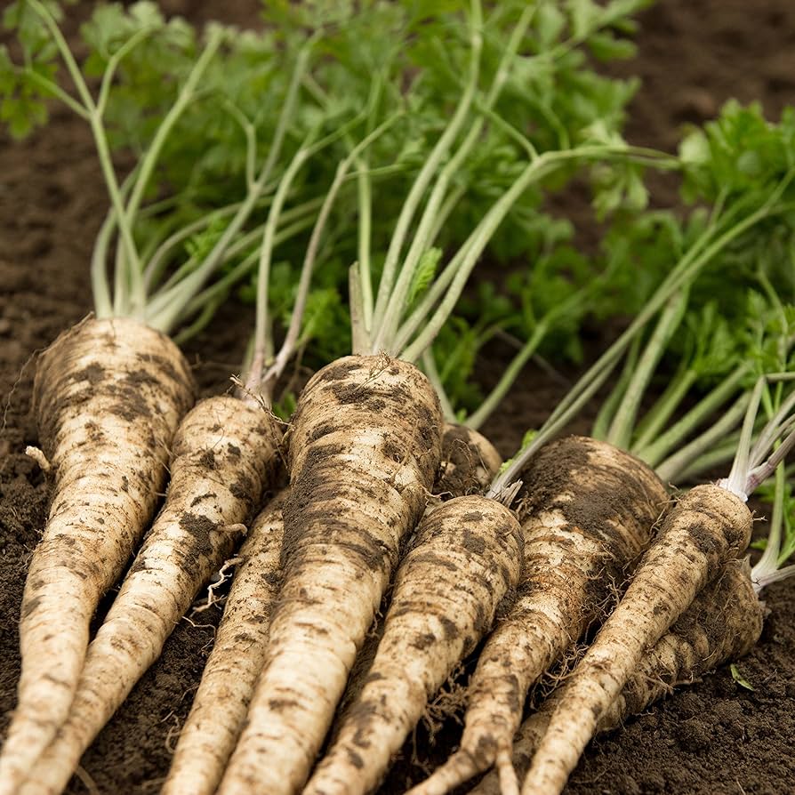hamburg root parsley seeds