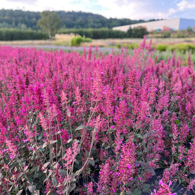 Cana Agastache plant