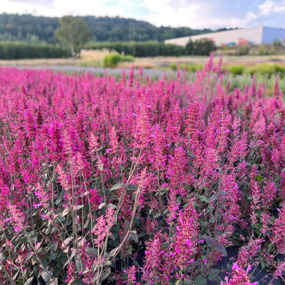 Cana Agastache plant
