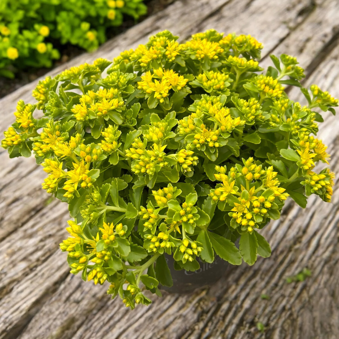 Yellow Sedum flower seeds