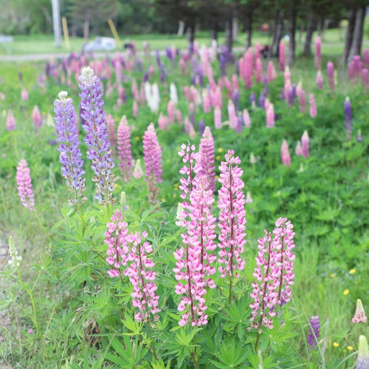 Baby Pink Lupine plant