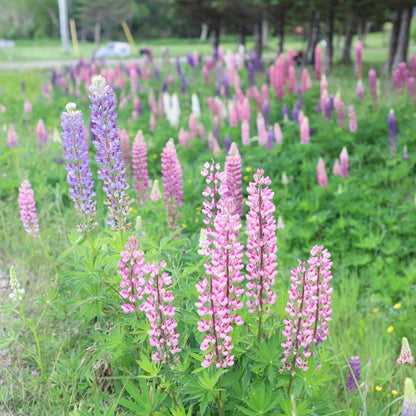 Baby Pink Lupine plant