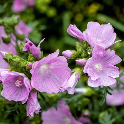 Pink Musk flower seeds