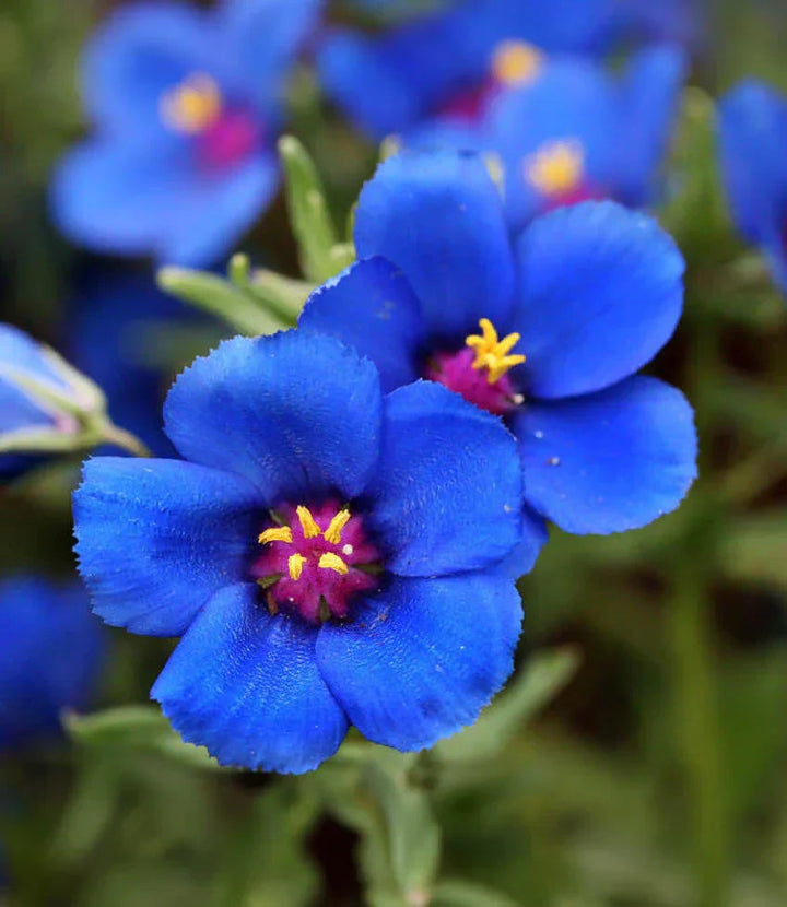 Blue Pimpernel flower seeds